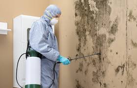 Best Black Mold Removal in Shiloh, PA